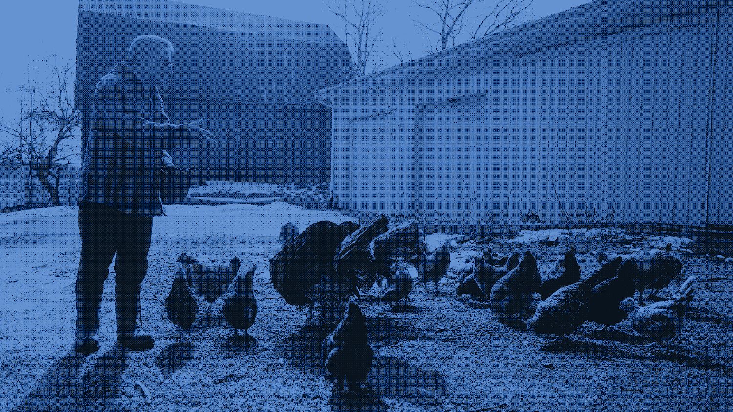 A farmer feeding chickens at his small egg farm in Michigan. | Modifications to photograph by Matthew Hatcher / AFP via Getty Images