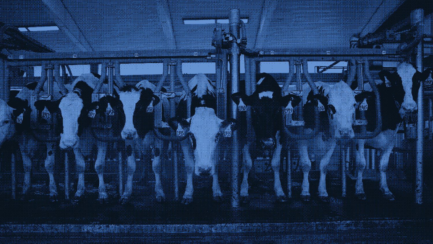 A herd of cows milked at the Cornell Teaching Dairy Barn in Ithaca, New York. | Modifications to photograph by Michael M. Santiago via Getty Images