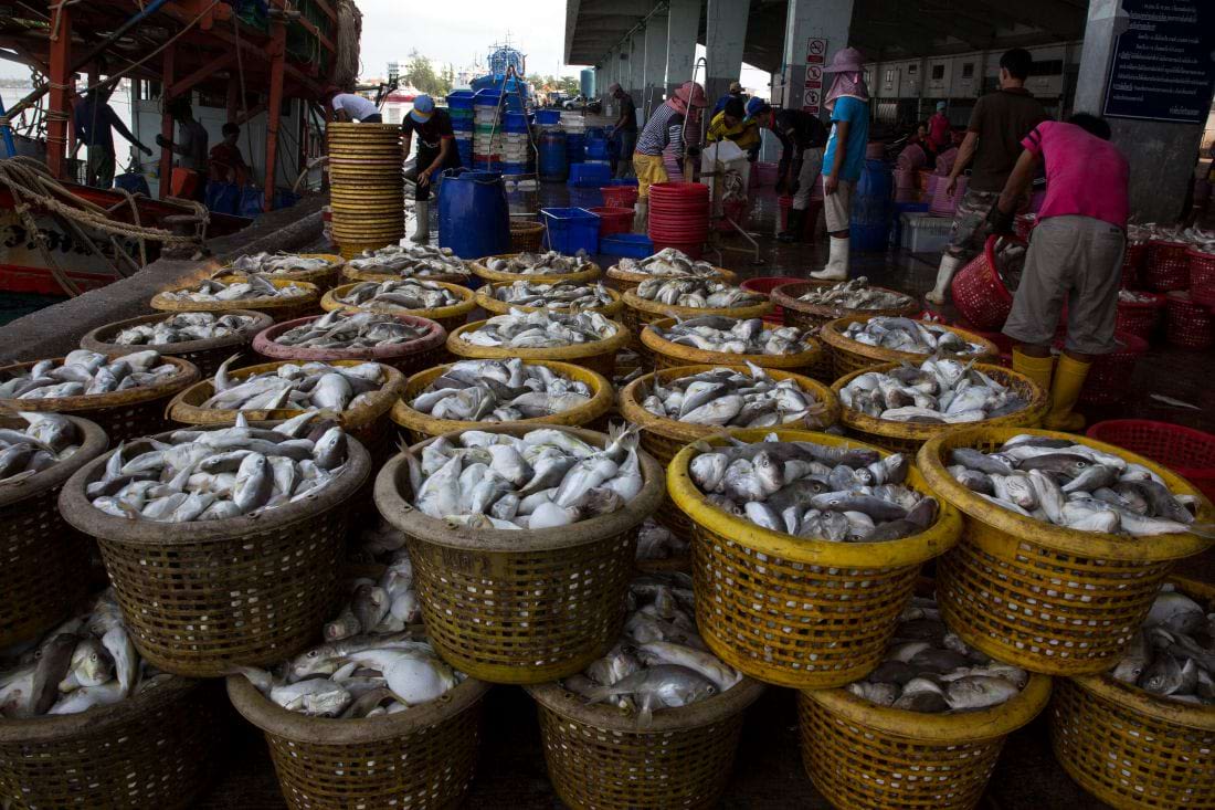 Barrels of fish sit on a dock after being unloaded from a boat.