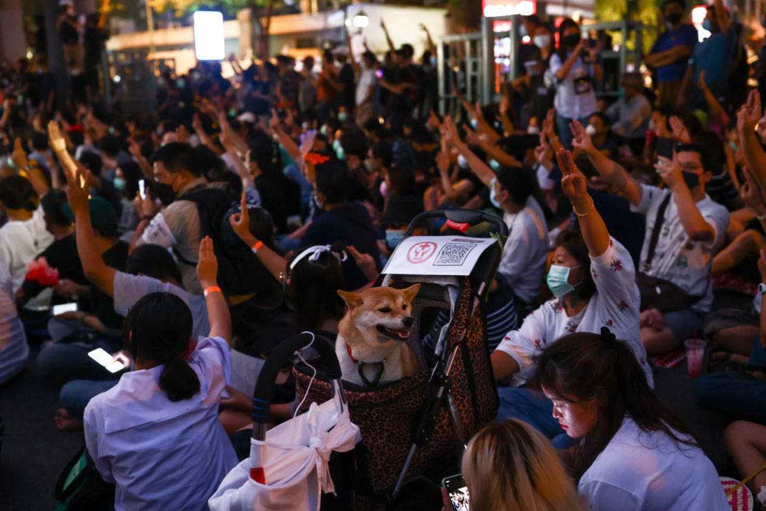 A group of protestors seated with their hands raised. A dog sits in a stroller in the middle of the crowd