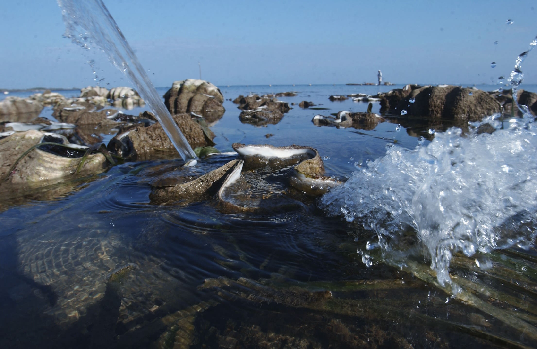 A giant clam spews water at the surface of a sanctuary in the Philippines.
