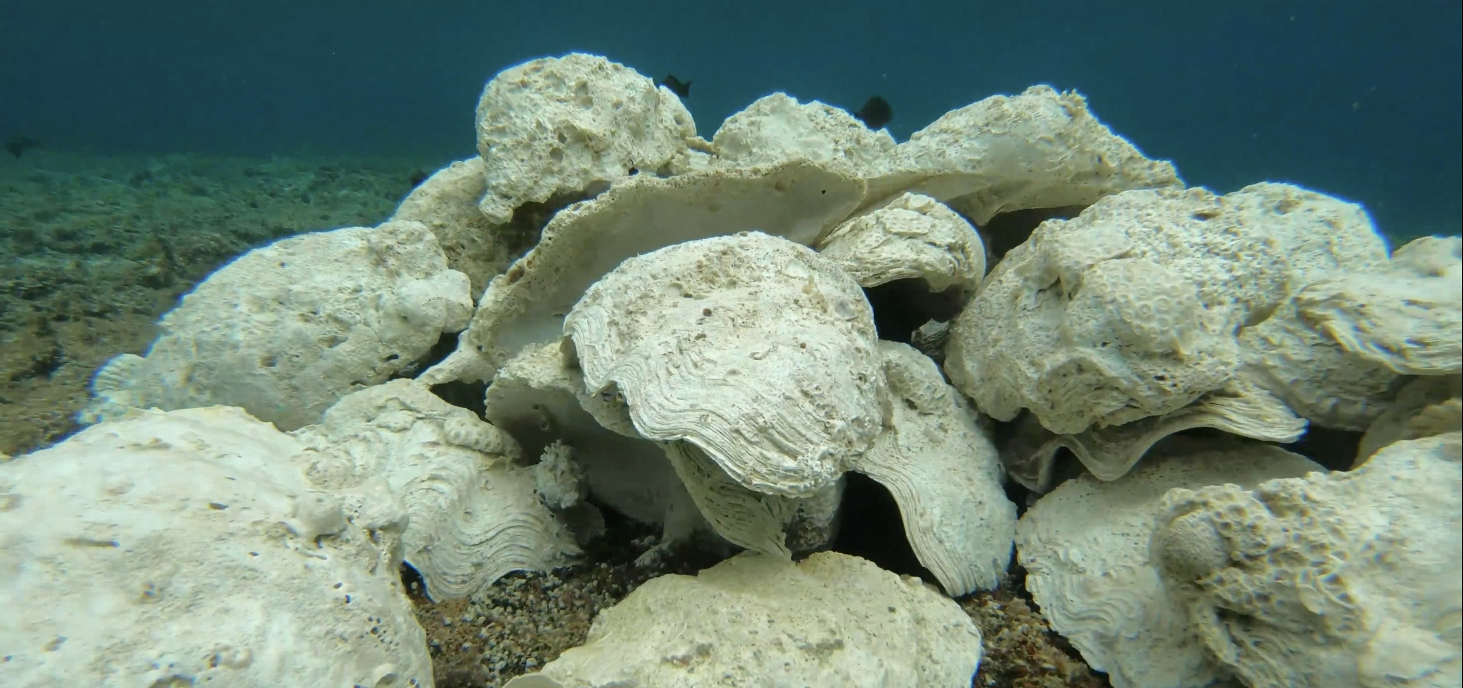 A pile of white giant clam shells sit in a destroyed reef at the bottom of the ocean.