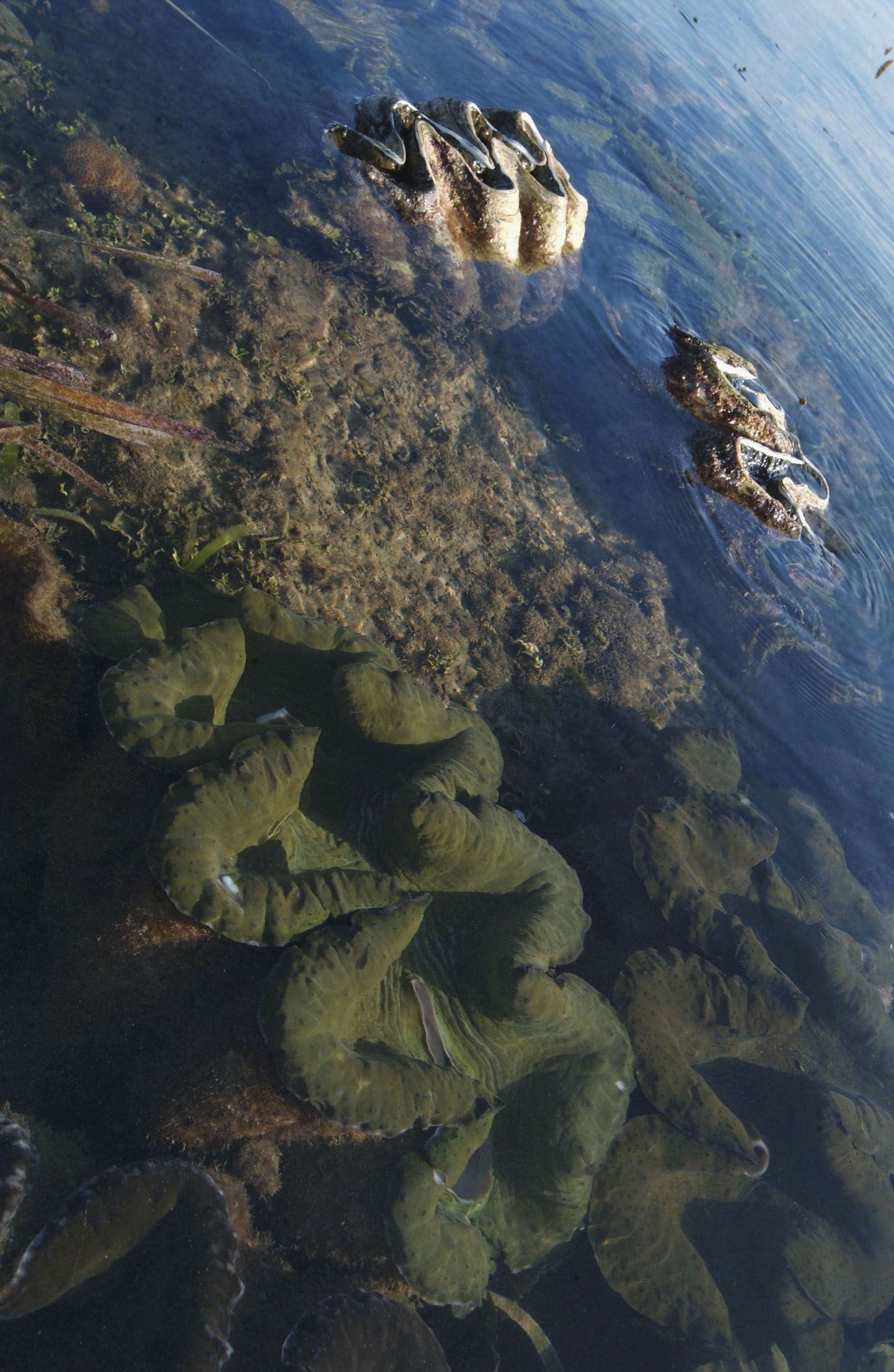 Giant clams sit submerged or halfway submerged near the shore.
