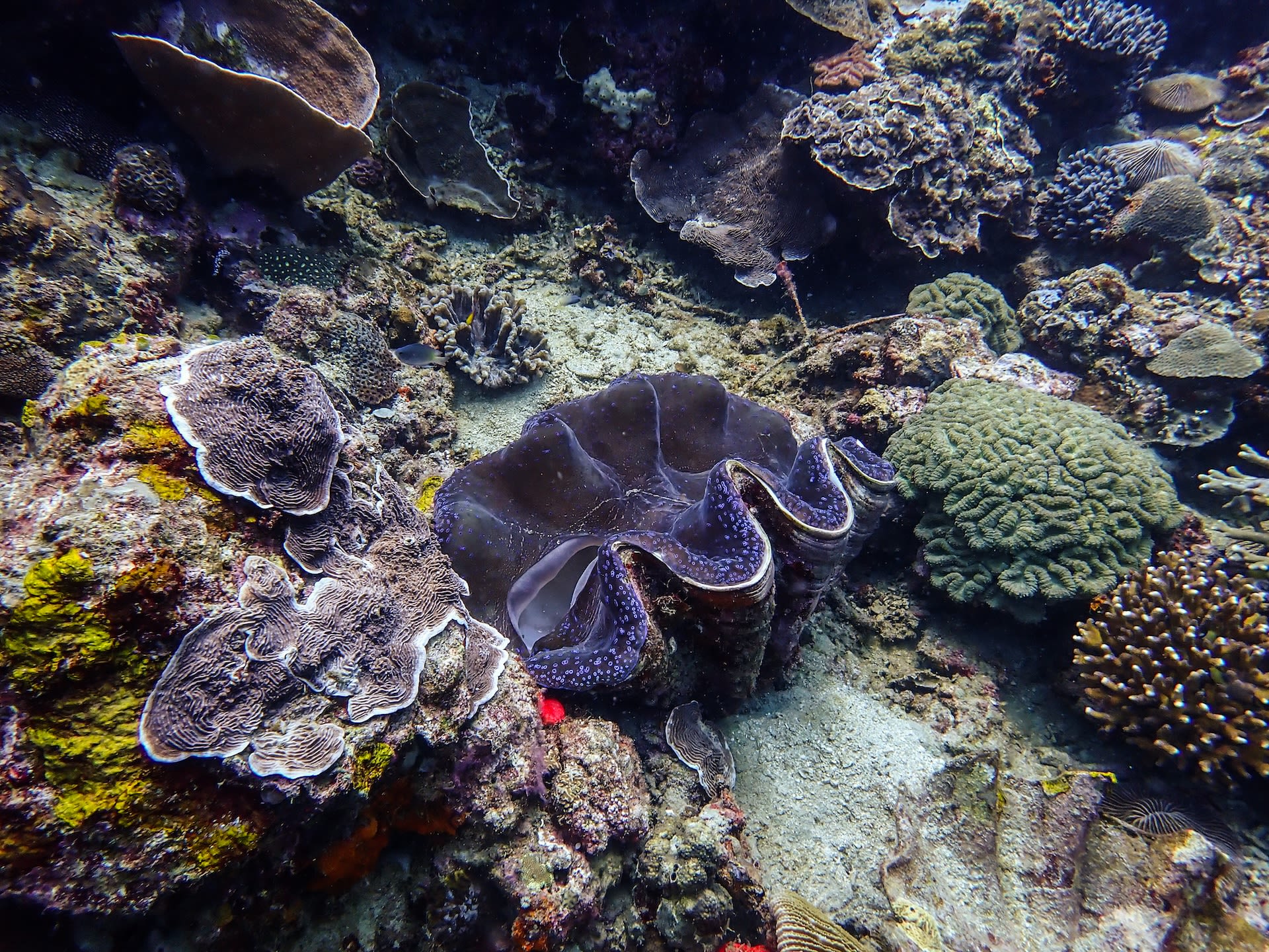 A deep purple giant clam sits in a reef in the Philippines.
