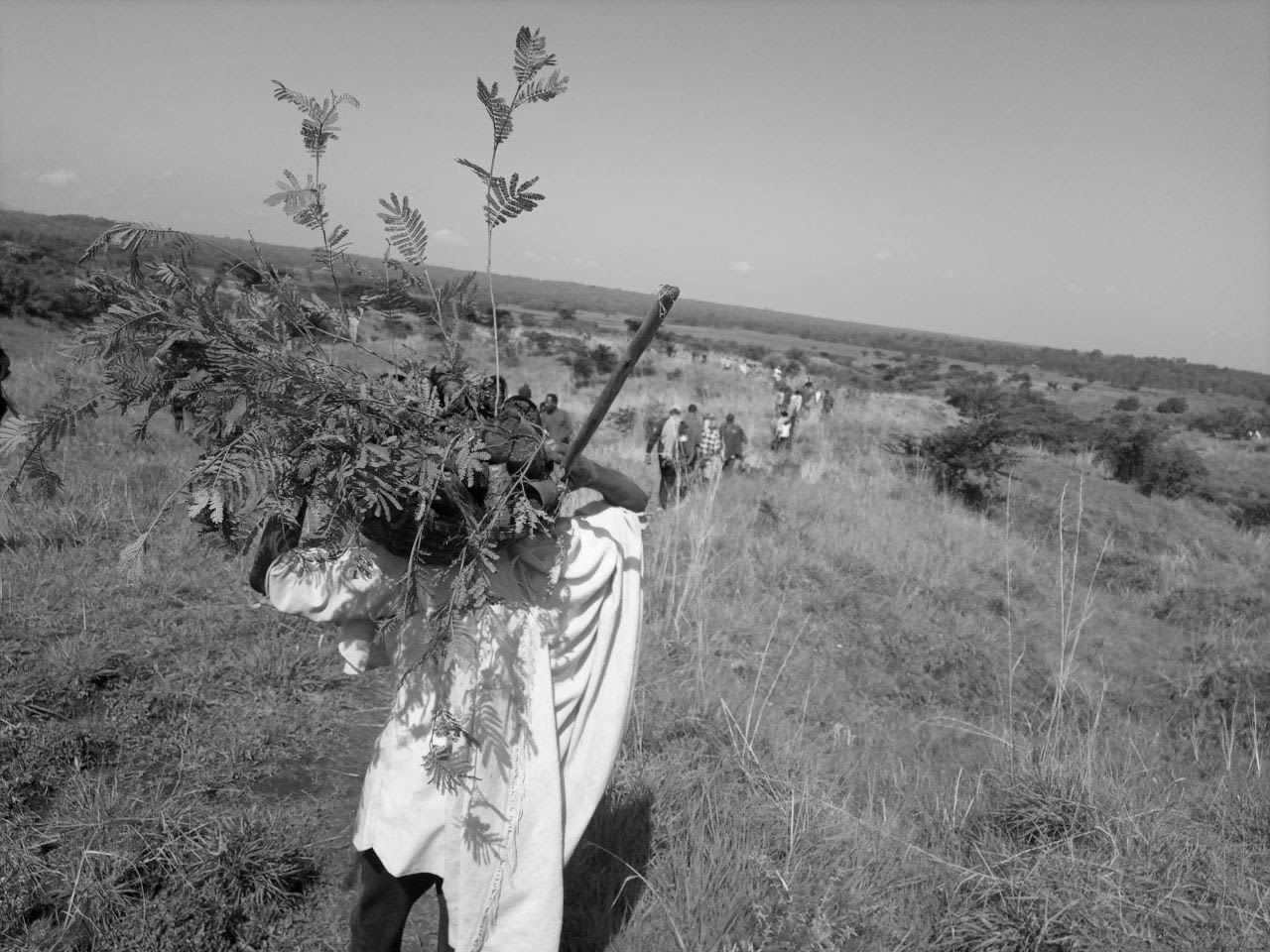 A man carries a plant on his shoulders in a grassy landscape.