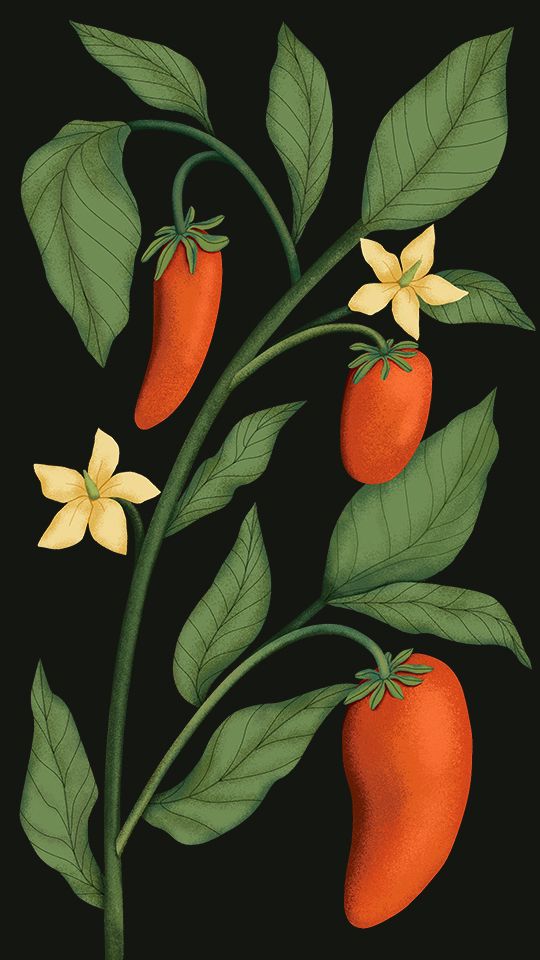 Illustration of a healthy chili pepper plant