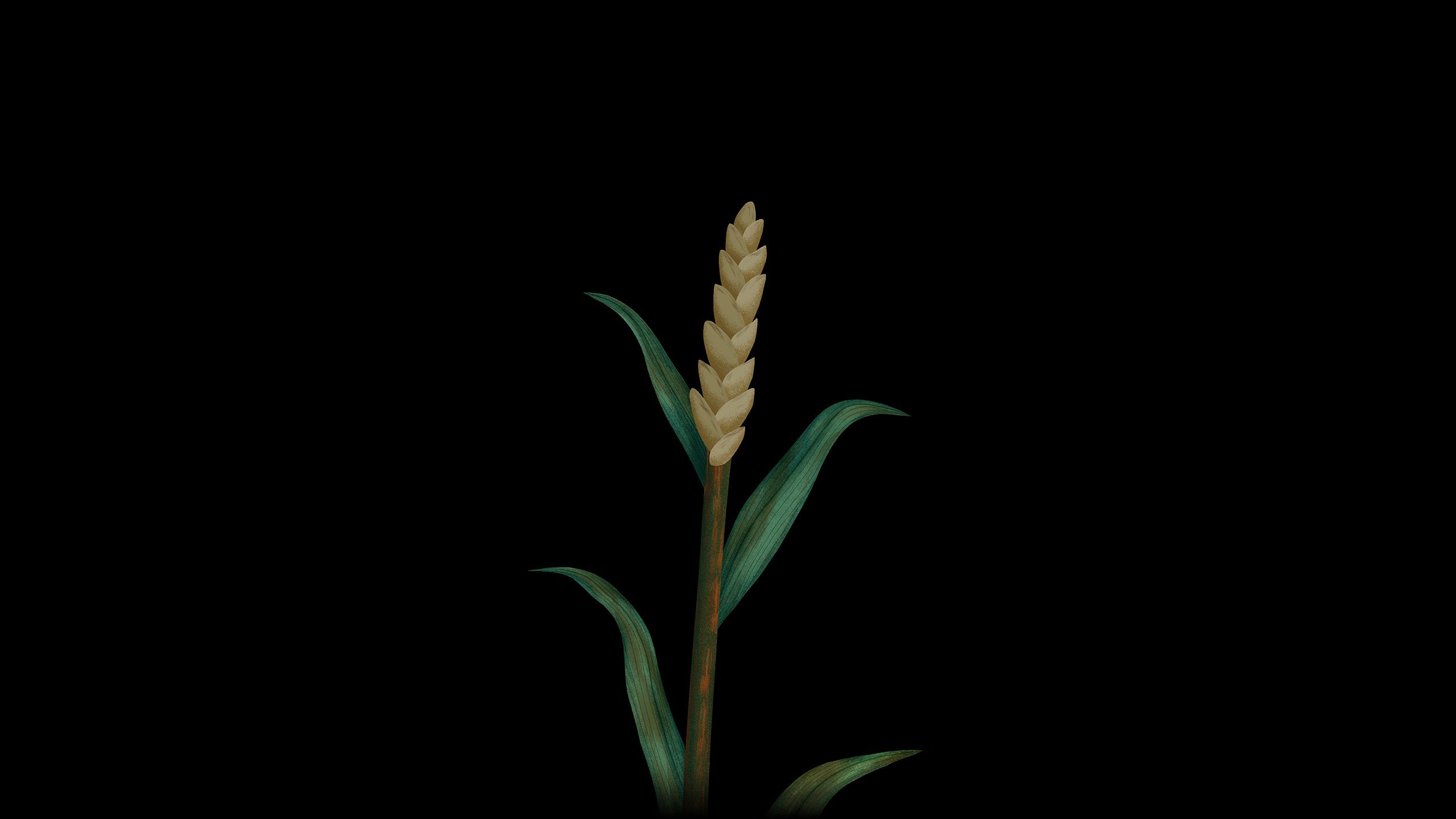 Illustration of wheat plant recovering from stem rust disease