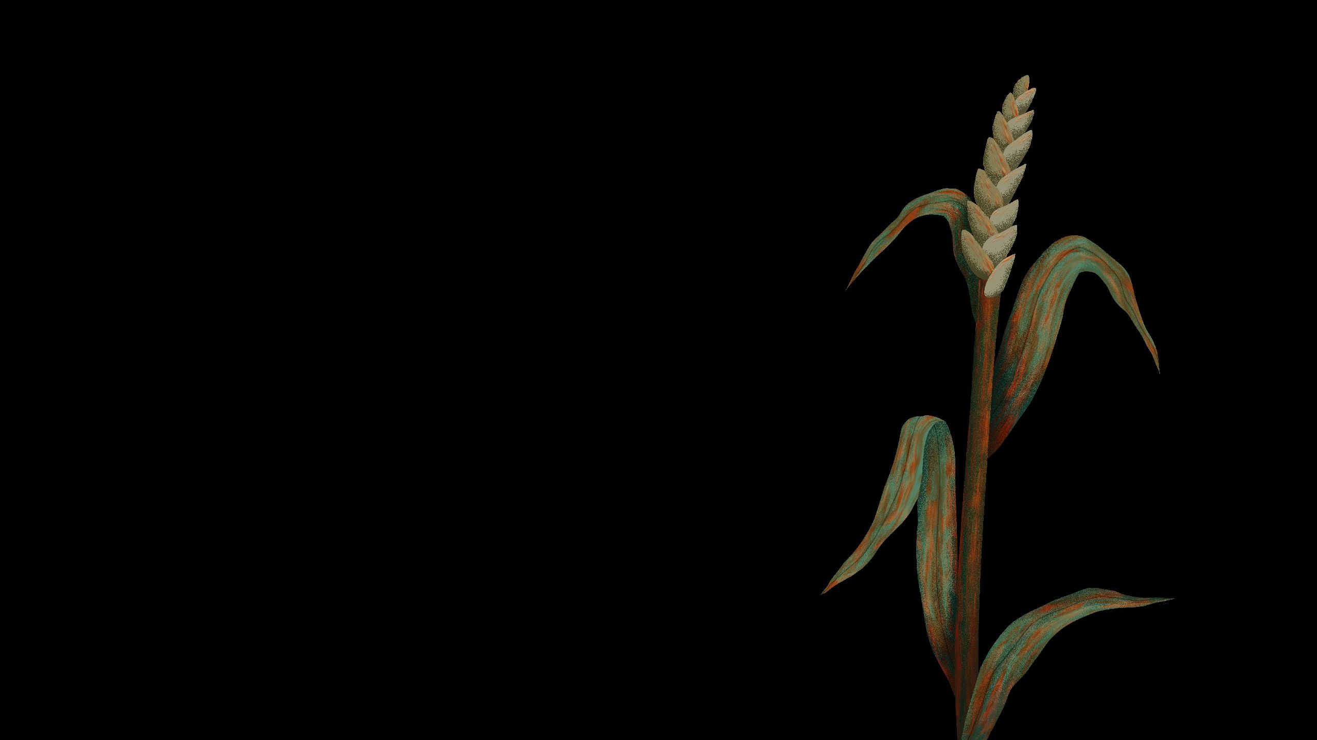 Illustration of wheat plant severely affected by stem rust disease