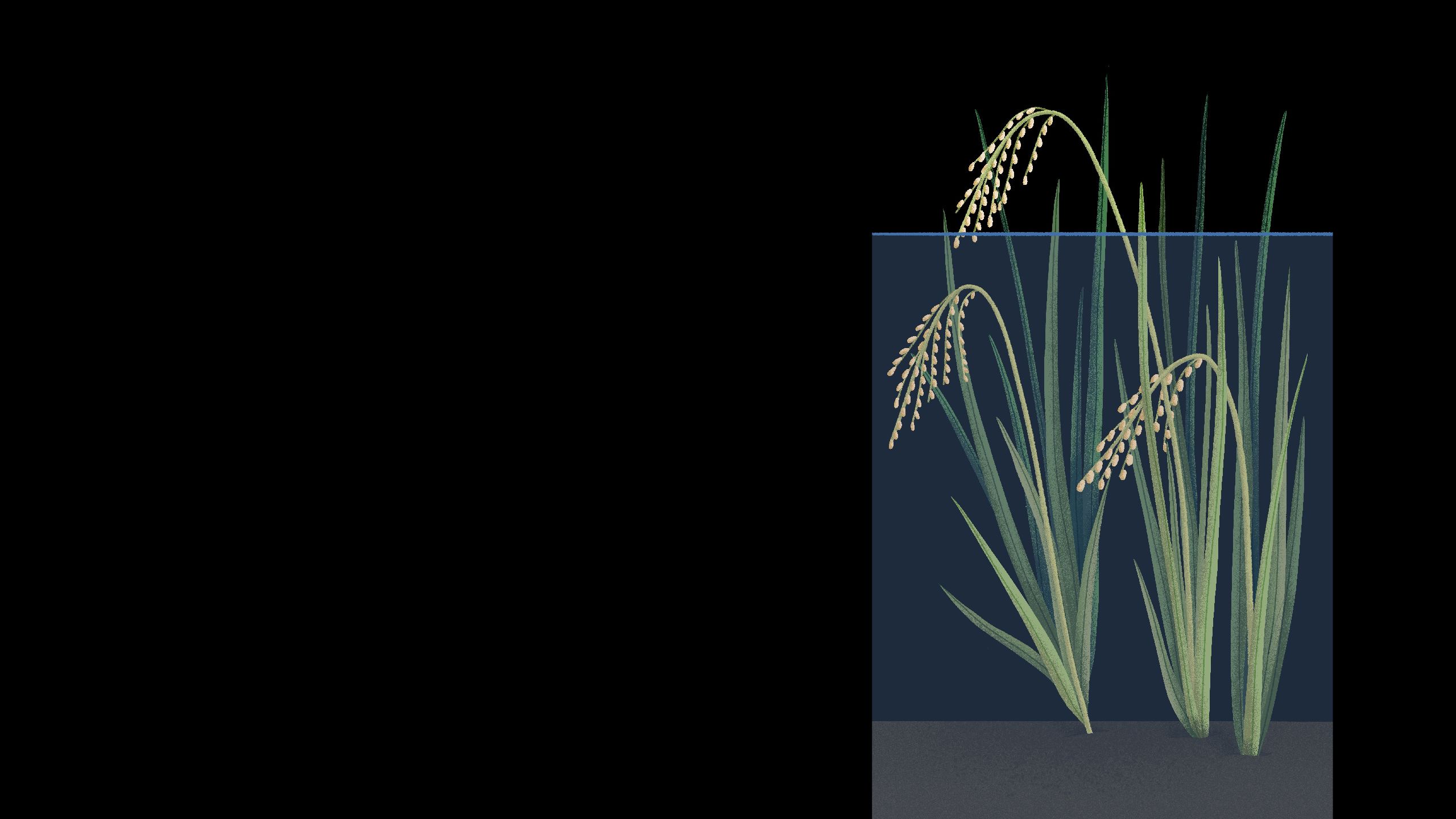 Illustration of rice plant in deep water