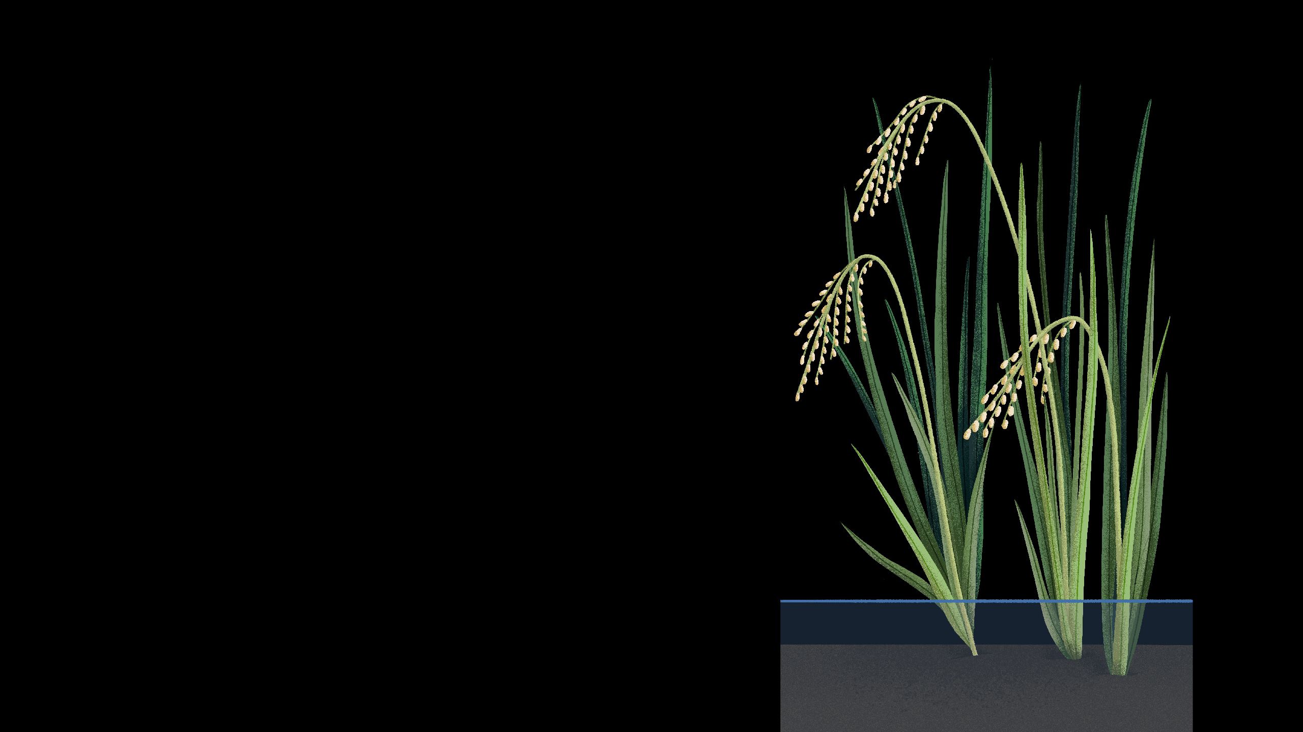 Illustration of rice plant in shallow water