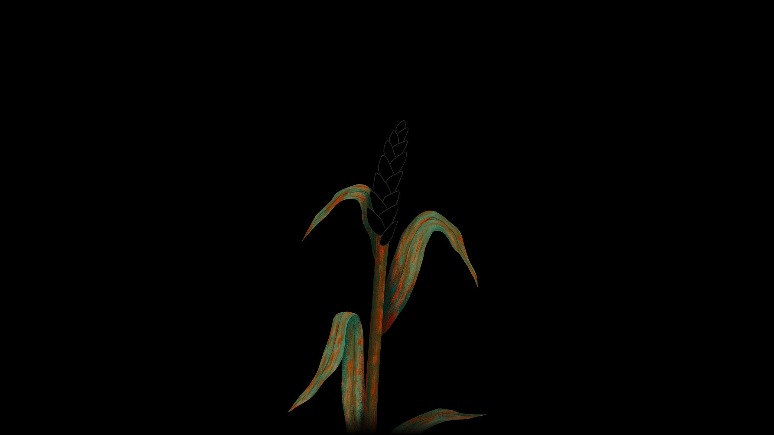Illustration of wheat plant severely affected by stem rust, with wheat portion faded out to symbolise risk of extinction