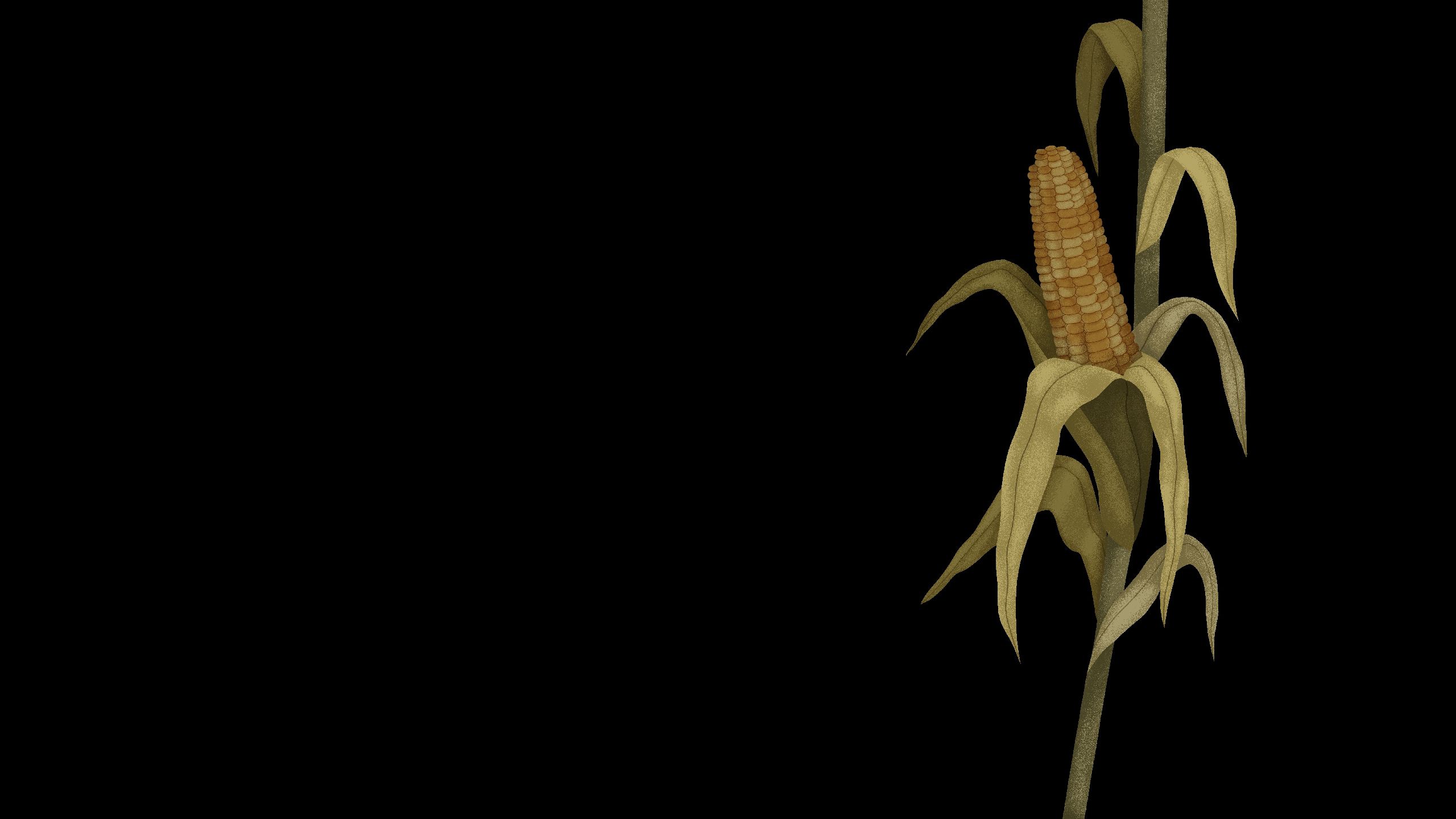 Illustration of maize plant severely affected by drought