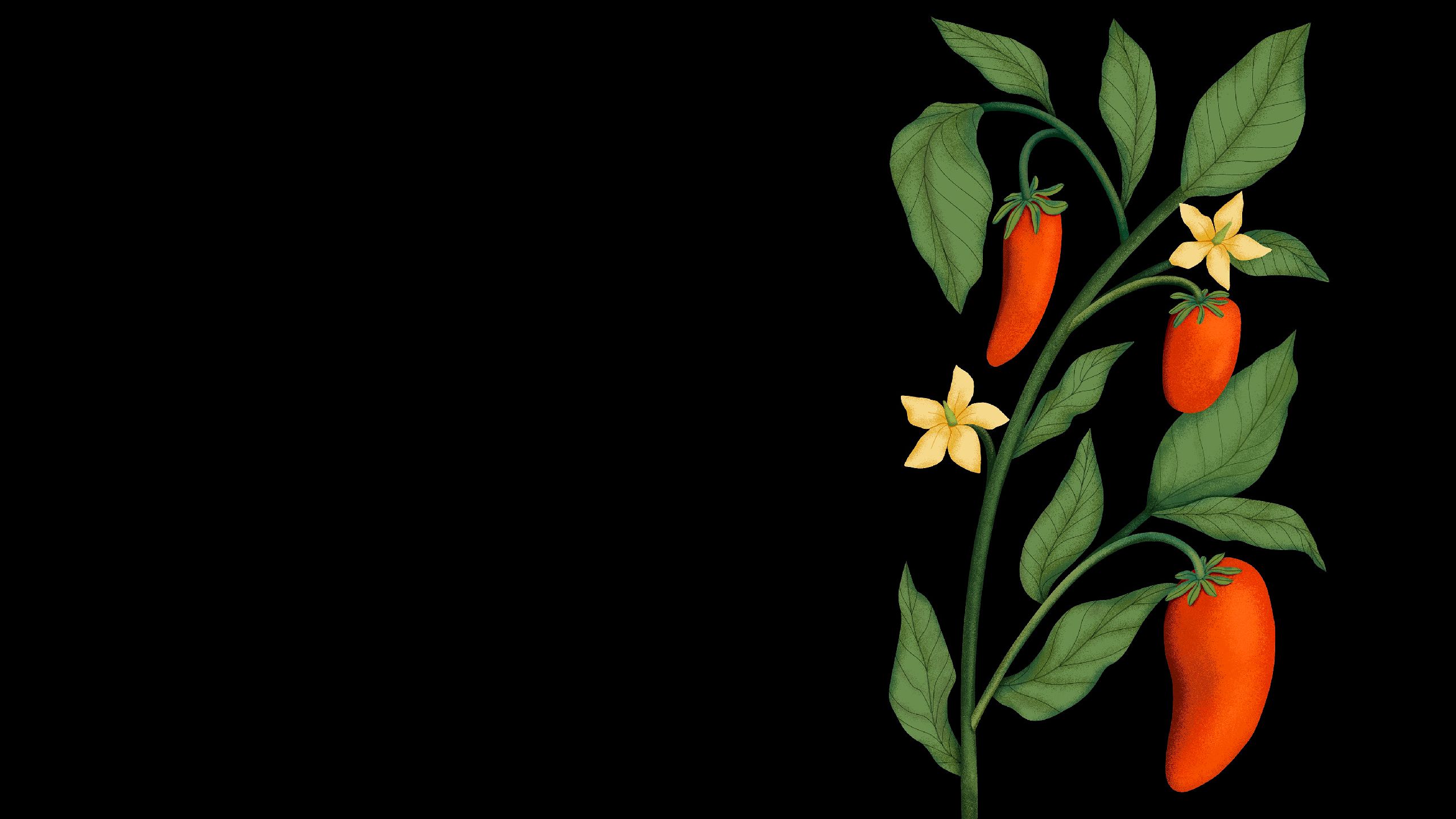 Illustration of healthy, thrips resistant chili pepper plant