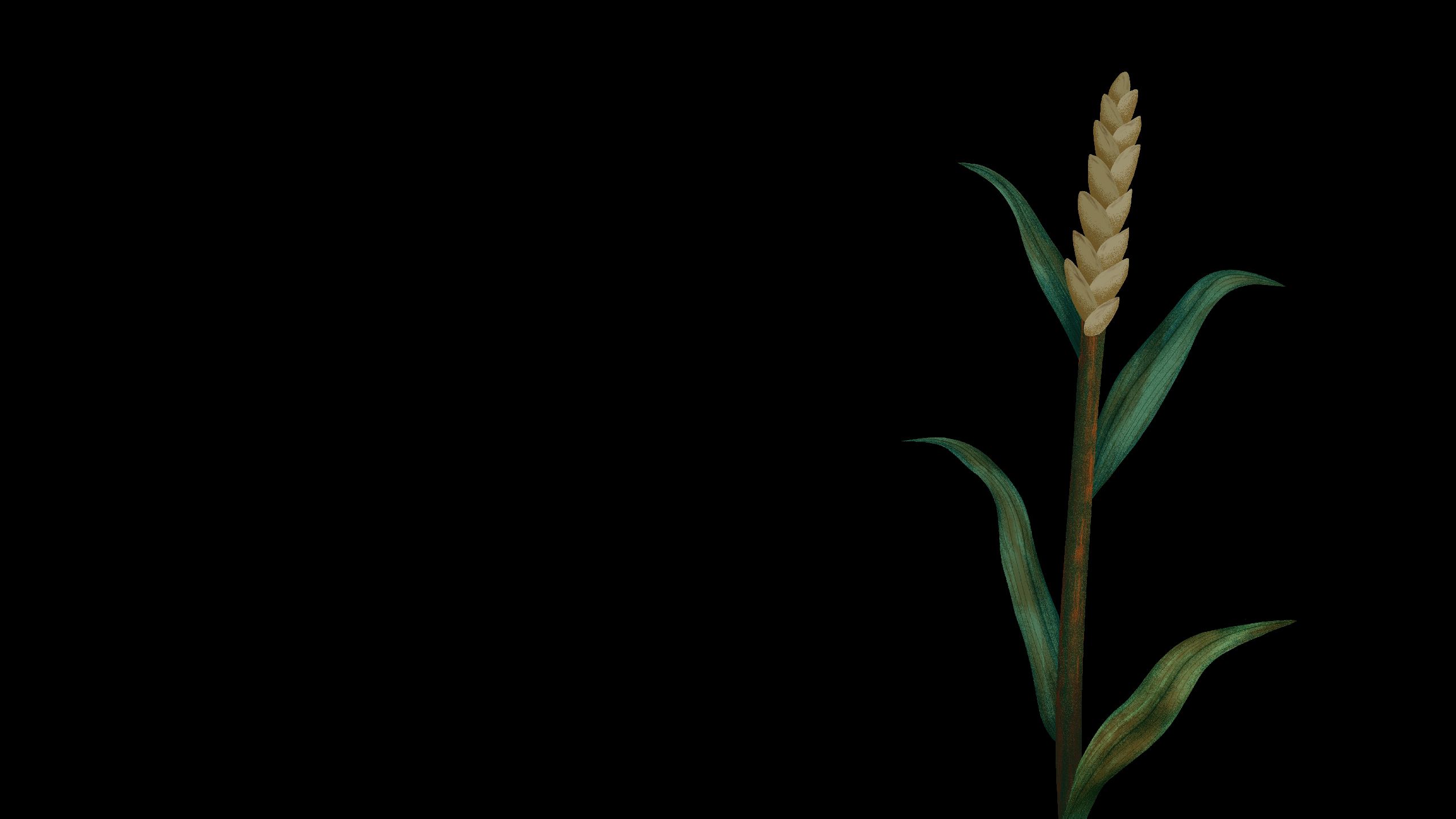 Illustration of wheat plant mildly affected by stem rust disease