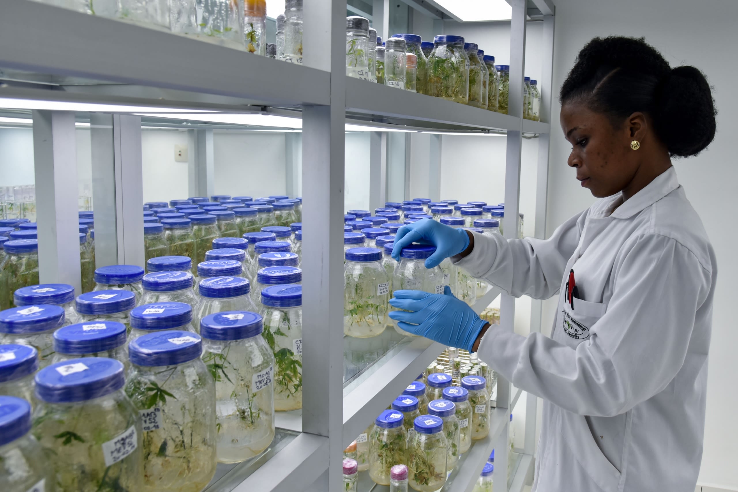 A woman inspects plants in jars in a laboratory.