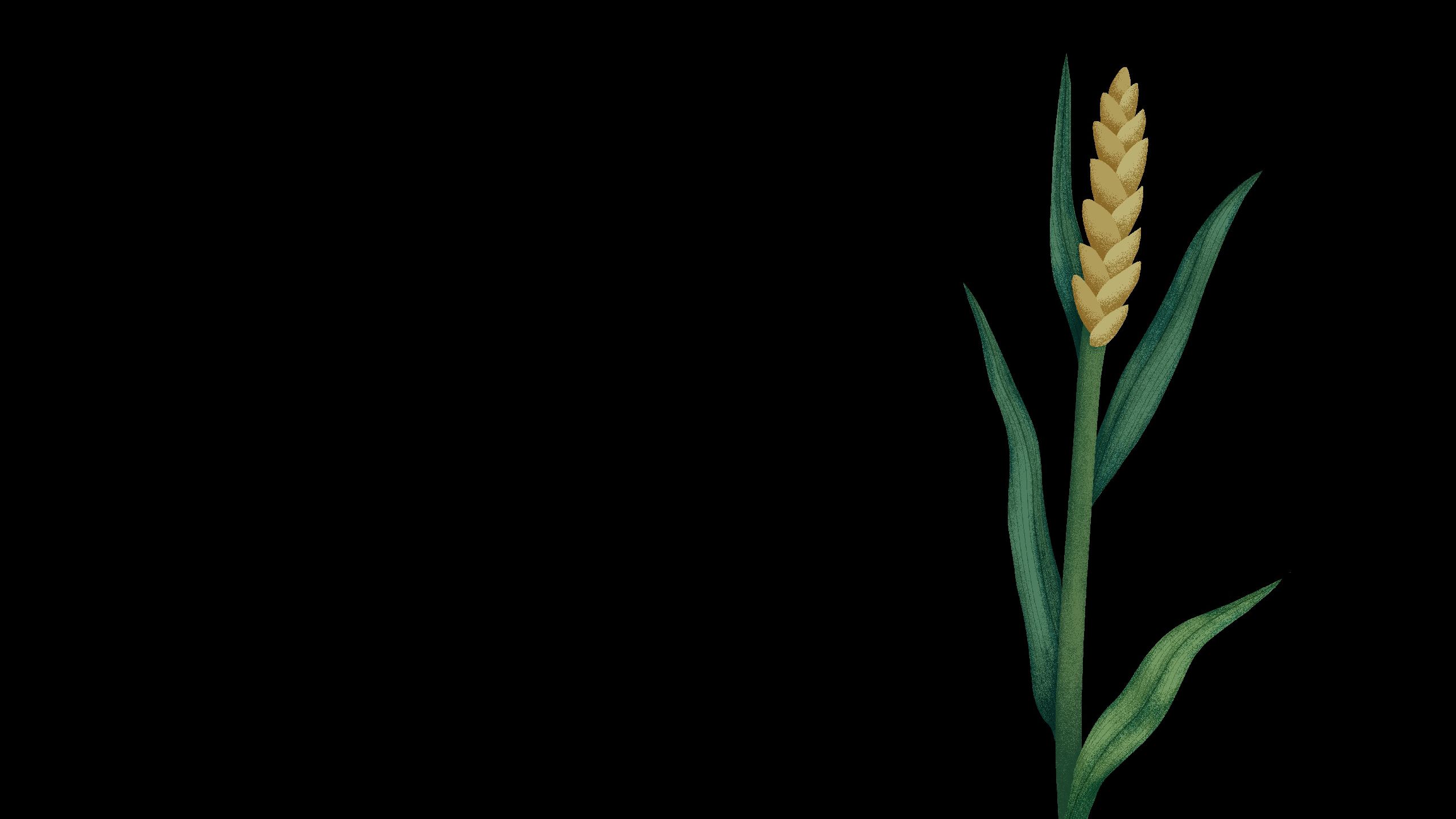 Illustration of healthy, stem rust resistant wheat plant