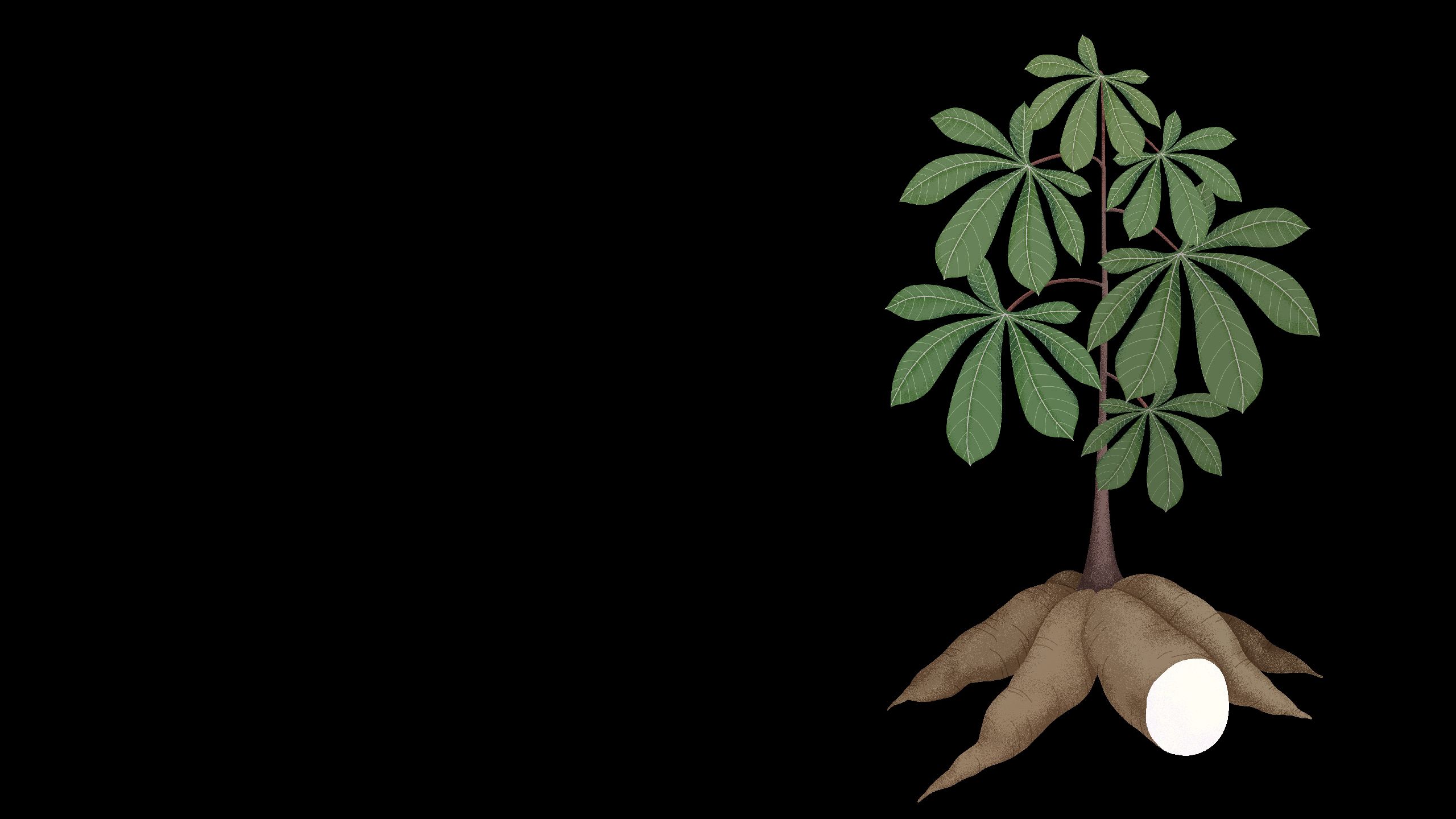 Illustration of healthy, brown streak disease resistant cassava plant