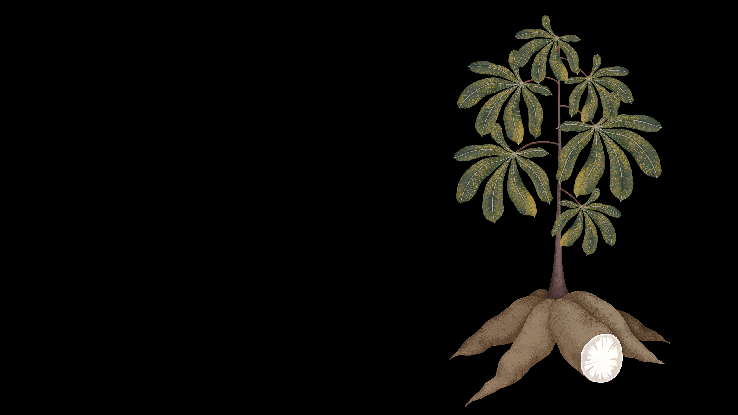 Illustration of cassava plant mildly affected by brown streak disease