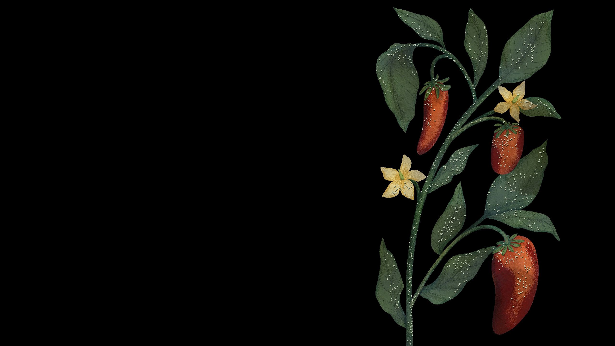 Illustration of chili pepper plant mildly affected by thrips