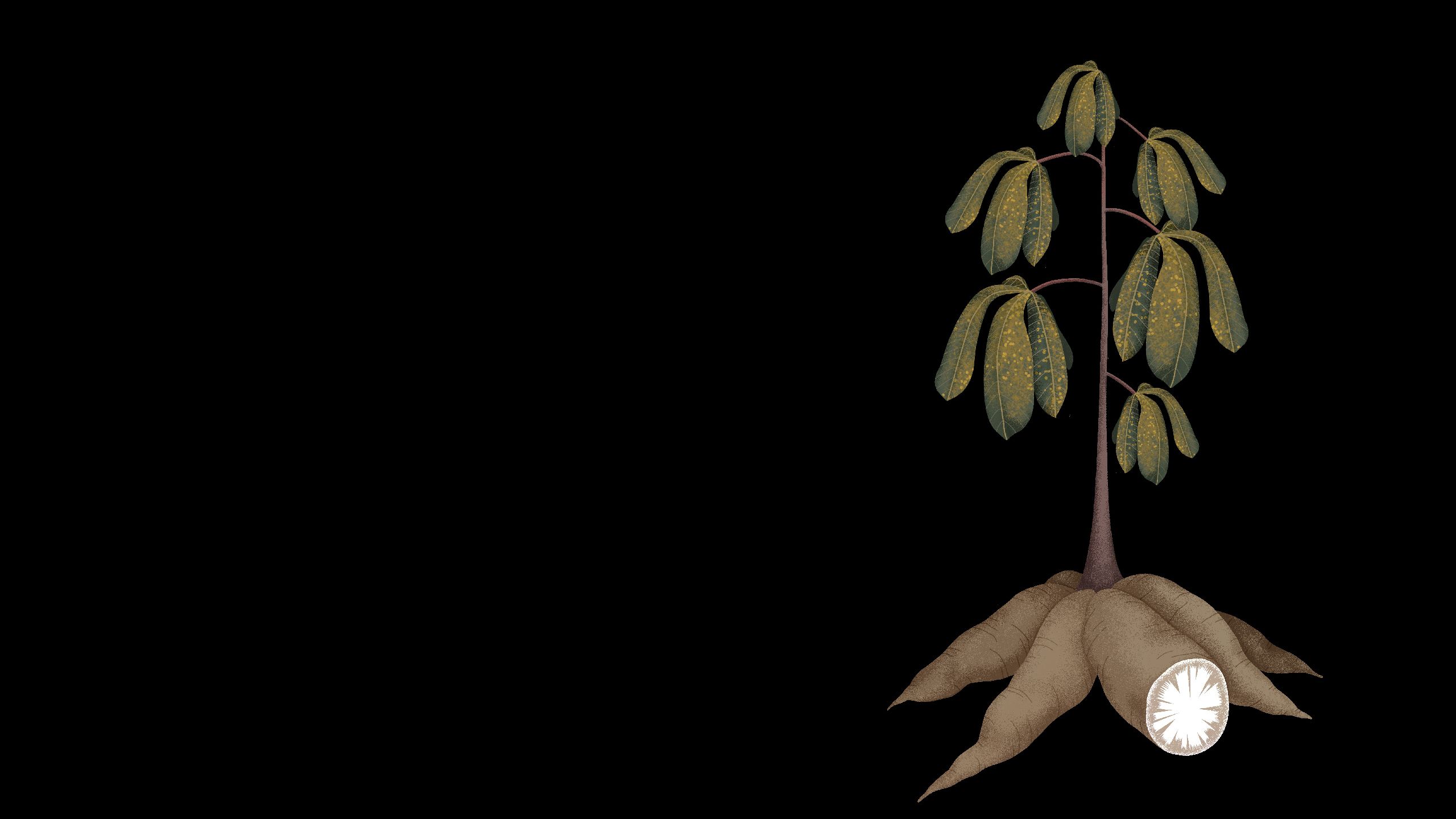 Illustration of cassava plant severely affected by brown streak disease