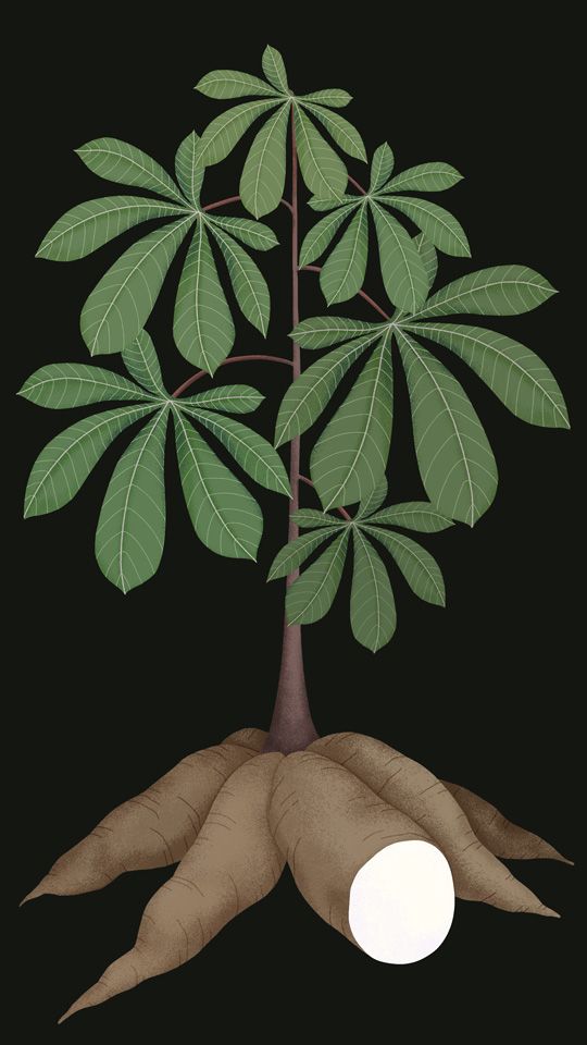 Illustration of a healthy cassava plant