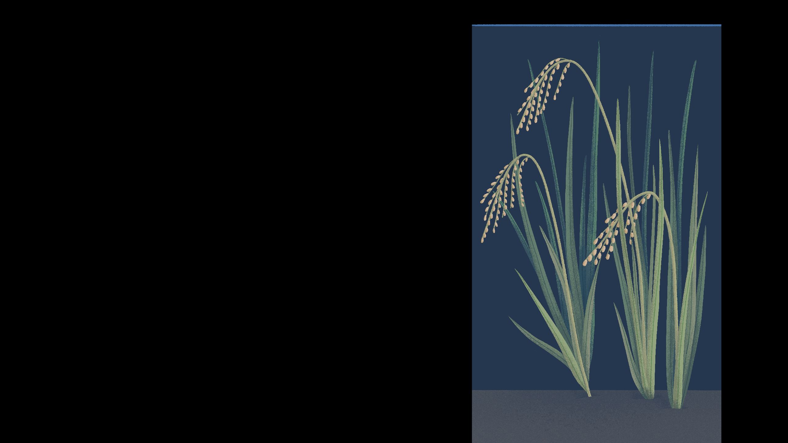 Illustration of healthy, submergence tolerant rice plant fully submerged in water
