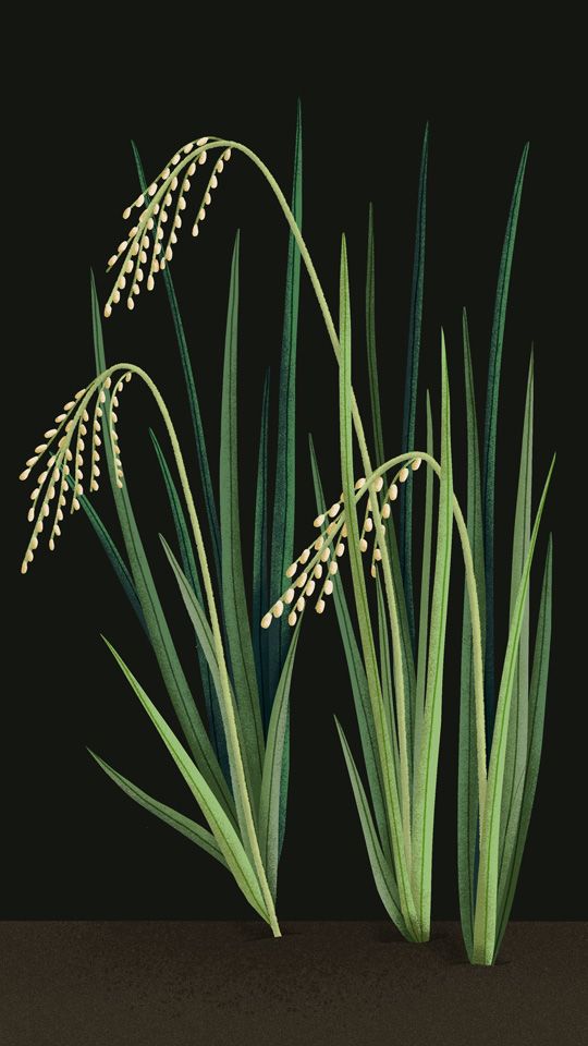 Illustration of a healthy rice plant
