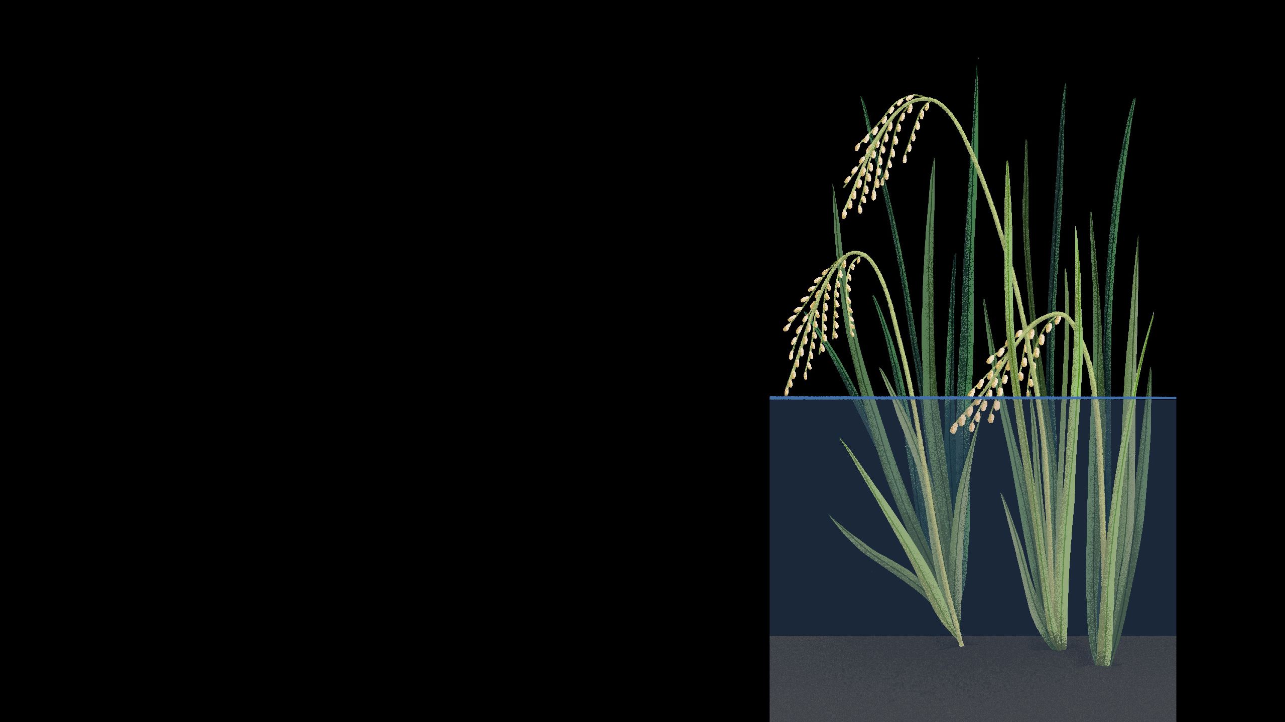 Illustration of rice plant in half-submerged in water