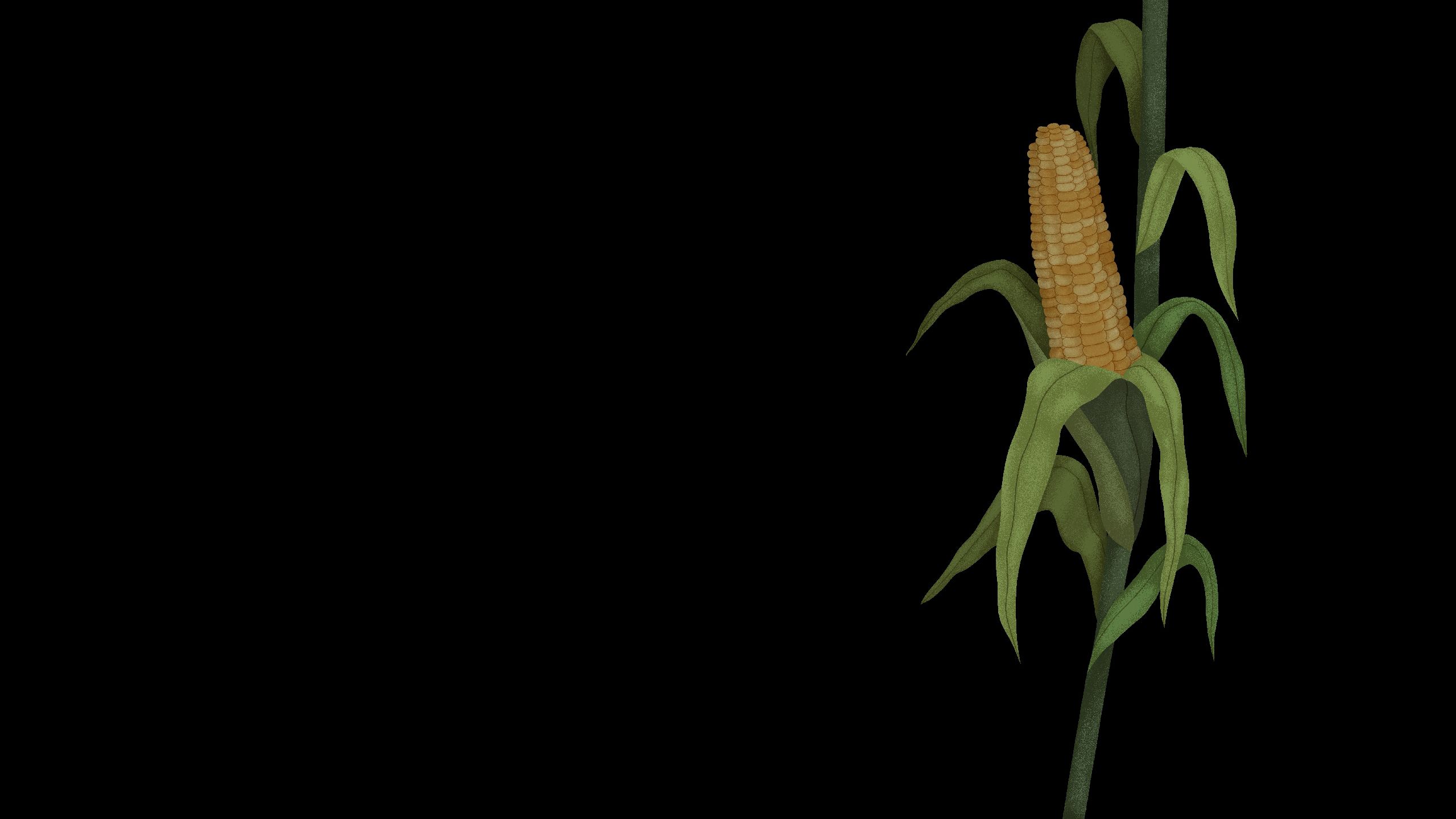 Illustration of maize plant mildly affected by drought