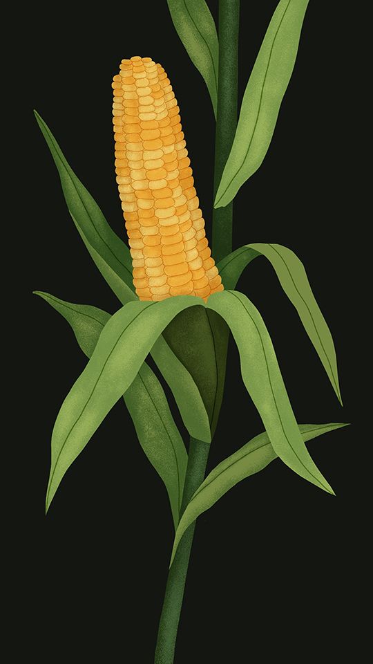 Illustration of a healthy maize plant