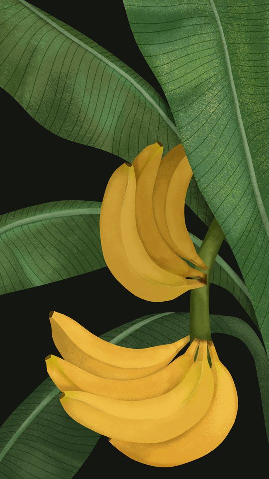 Illustration of a healthy banana plant