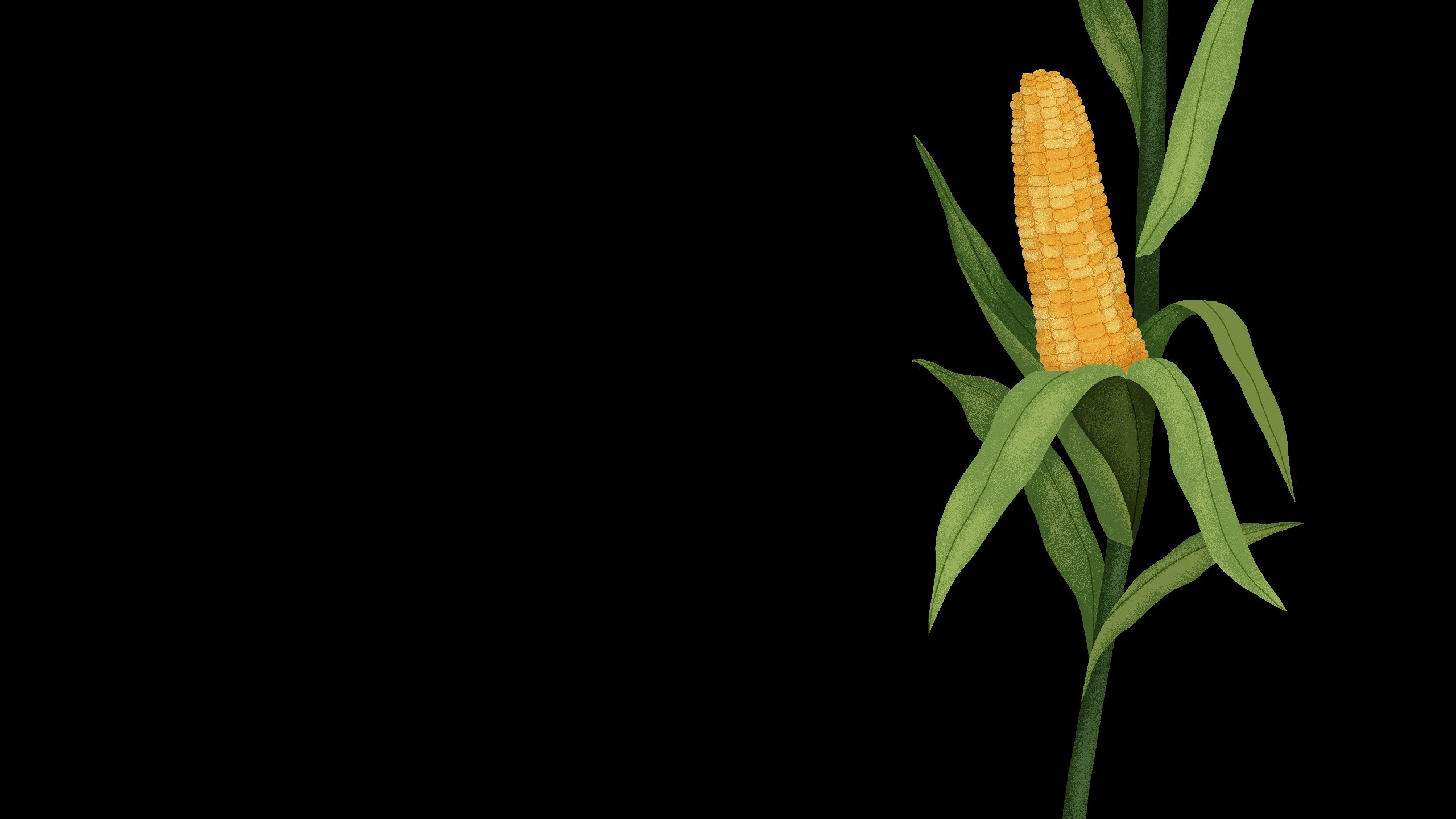 Illustration of healthy, drought tolerant maize plant