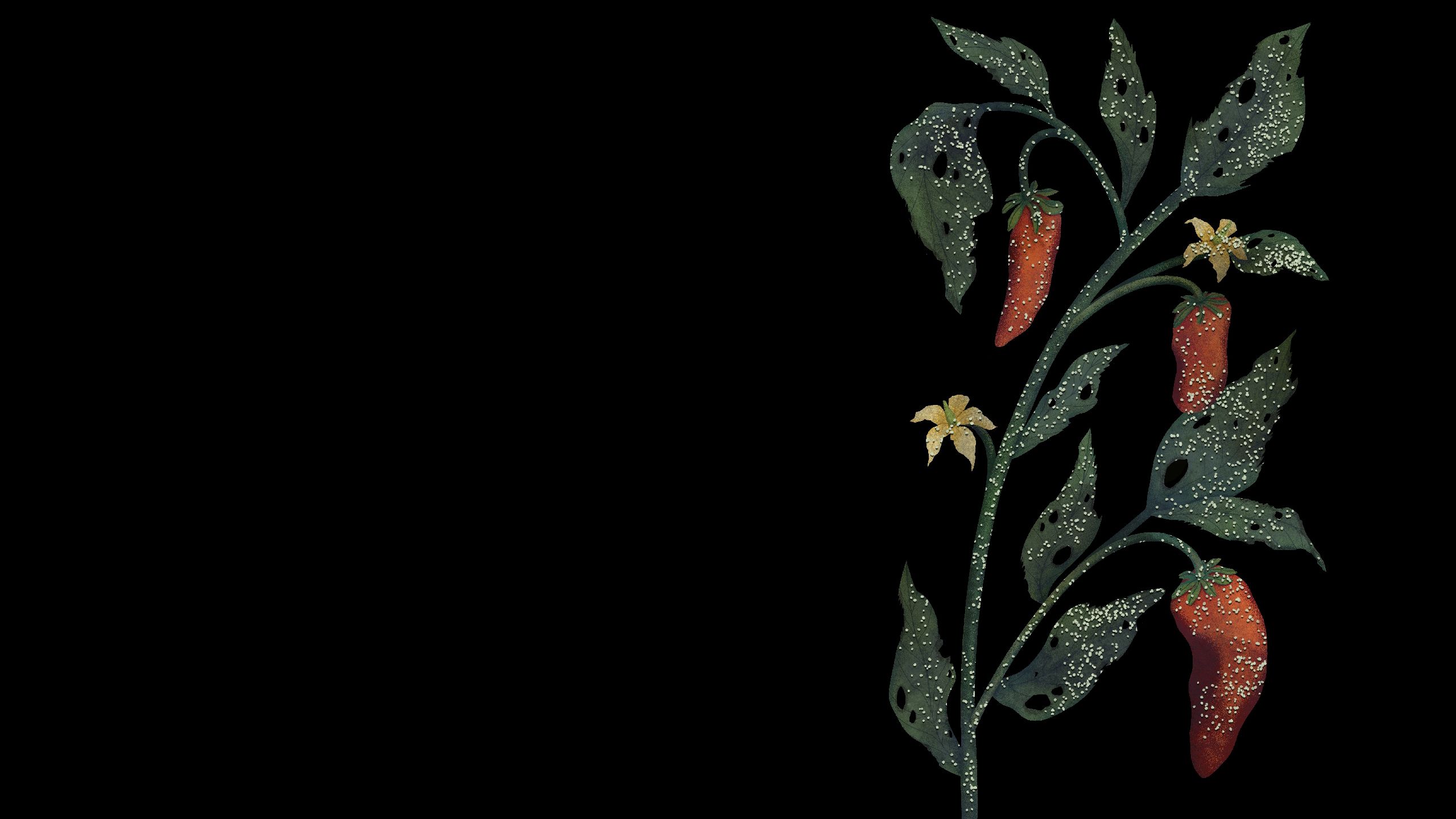 Illustration of chili pepper plant severely affected by thrips