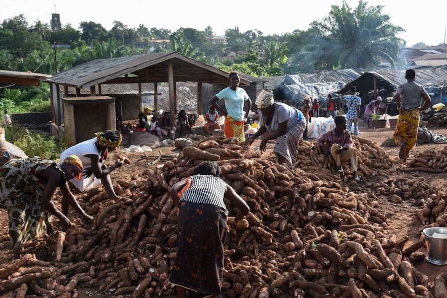 Women collect a pile of tubers outside in Africa.