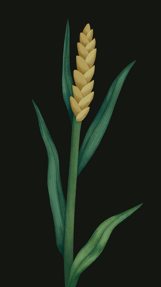 Illustration of a healthy wheat plant