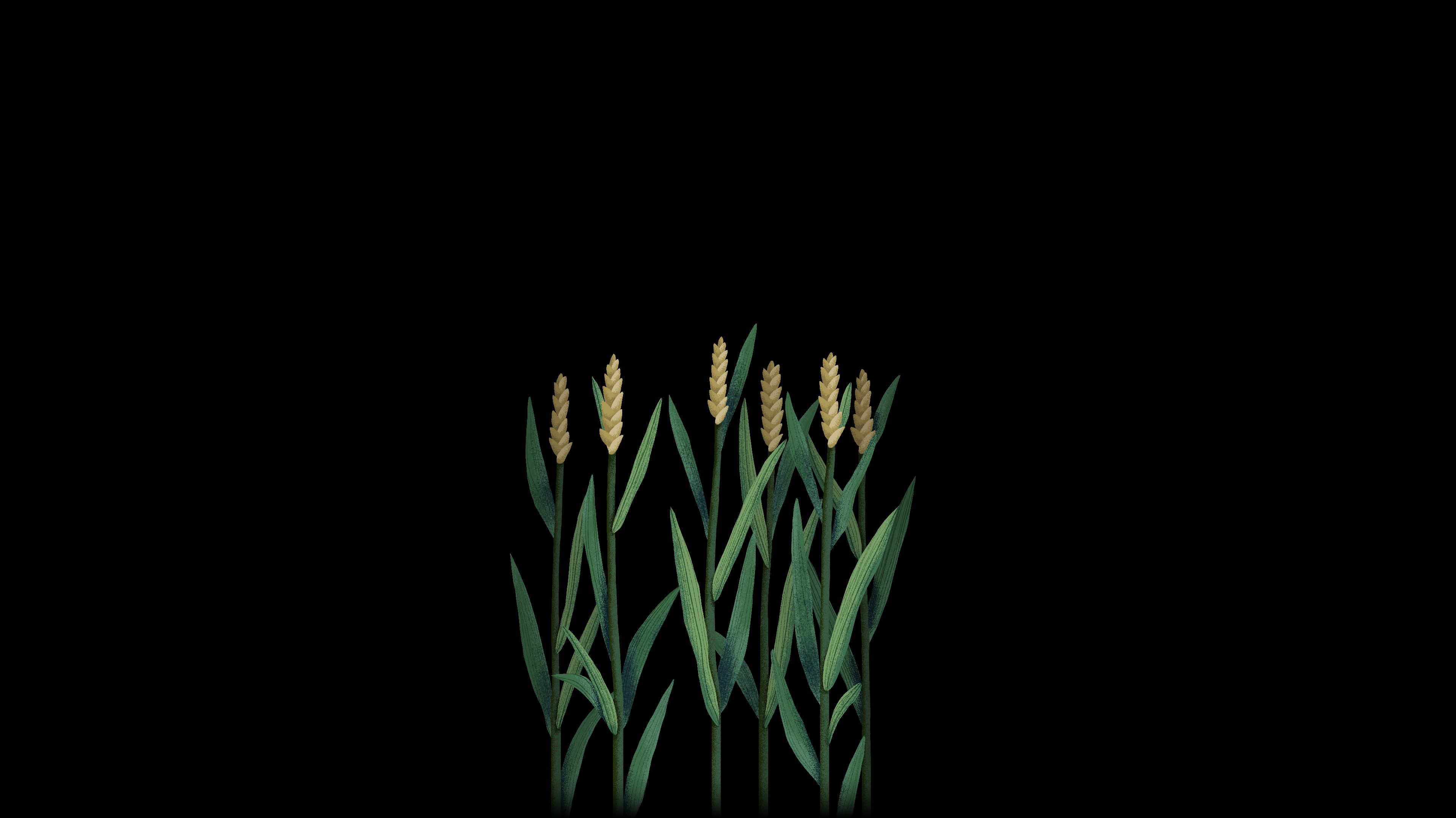 Illustration of healthy wheat field