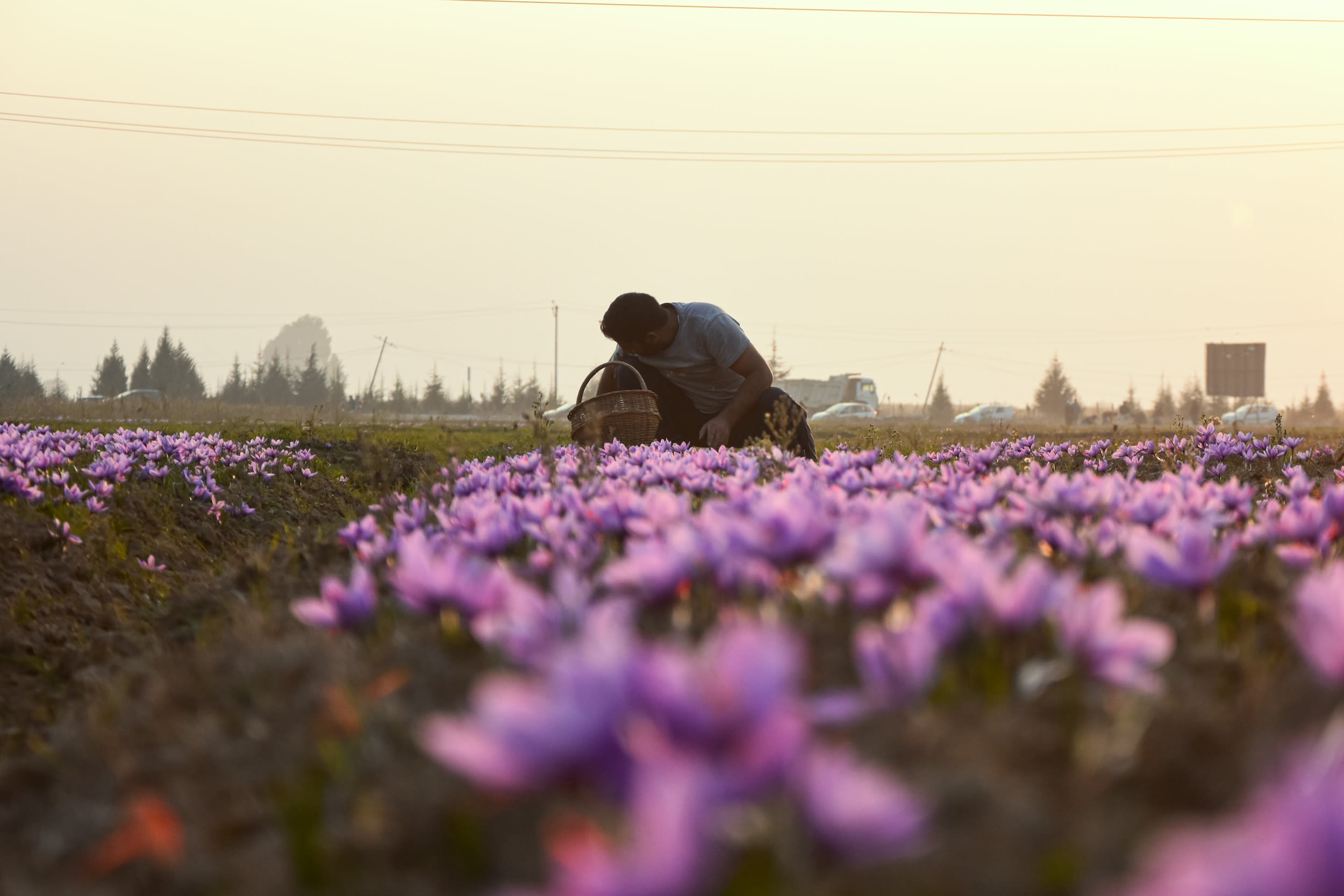 A man sits in a field of purple flowers.